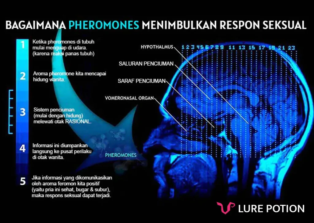 cara kerja parfum pheromone
