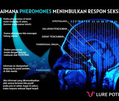 cara kerja parfum pheromone