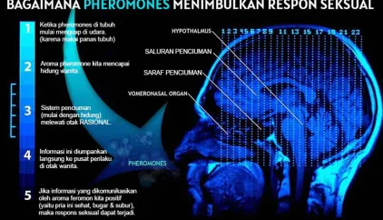 cara kerja parfum pheromone